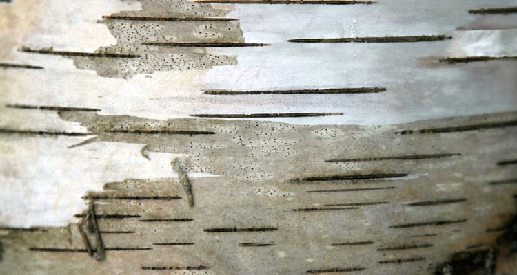 Birch trees have a unique bark that peels off to expose a bright white surface.