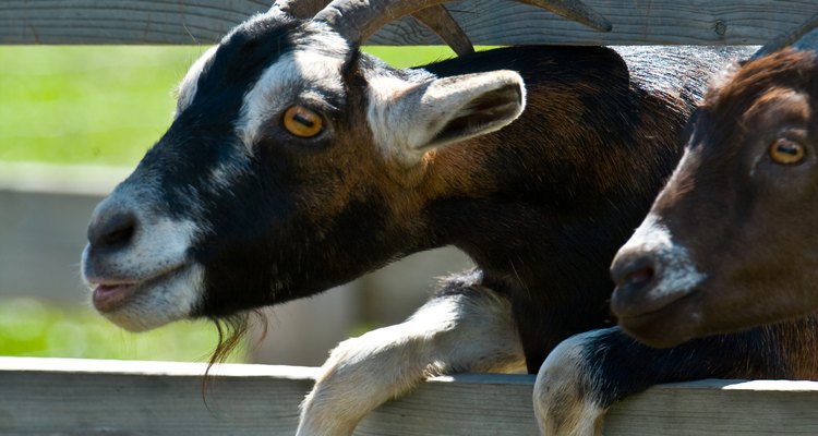 La cabra es un animal versátil que ha sido domesticado por siglos.
