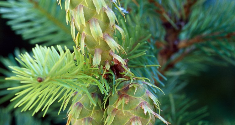 Spruce galls resemble cones.