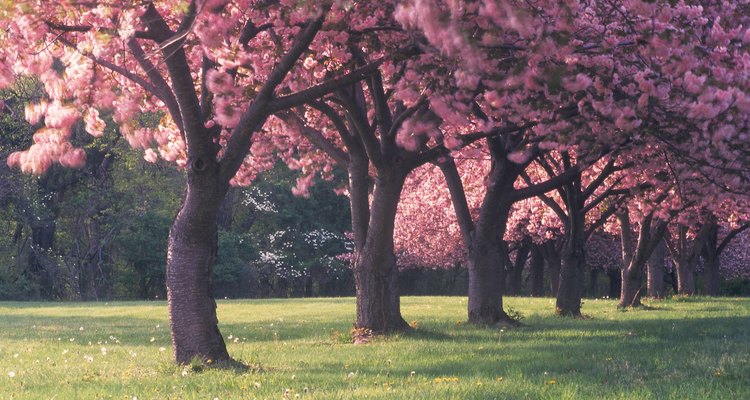 Apple trees generally produce flowers and leaves later than other flowering trees.