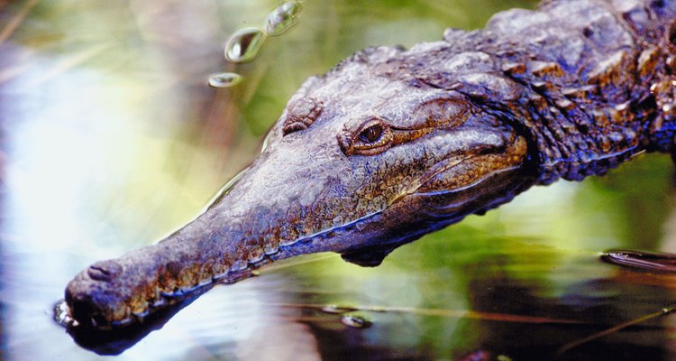 Use crocodile crafts for projects on the letter C.