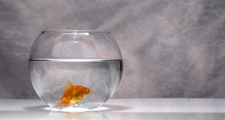 Puedes usar peceras de vidrio o plástico como centros de mesa para tu boda.