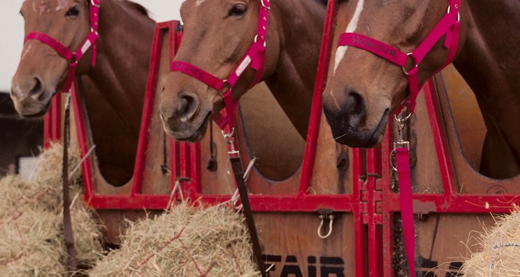 Los comederos de liberación lenta son buenos para tener caballos en espacios reducidos.