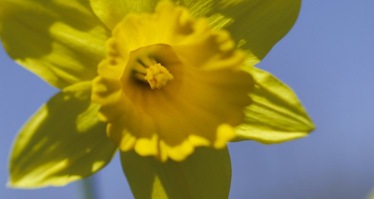 Daffodils welcome spring with sunny blooms.