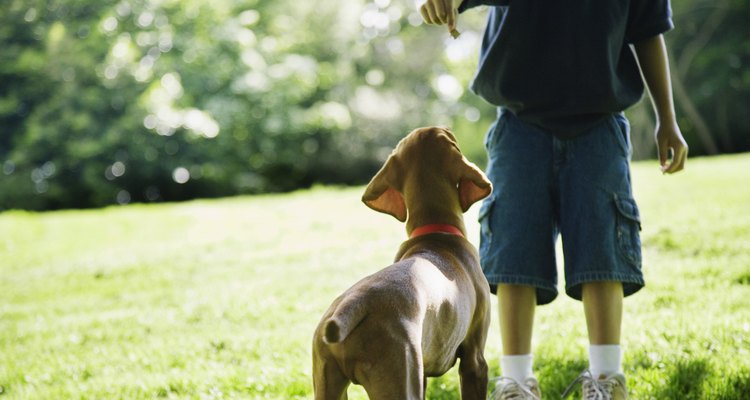 Entrenamiento de perros