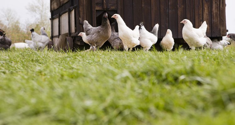 El espacio ideal para las gallinas ponedoras incluye áreas de anidación, de escarbado y baño.