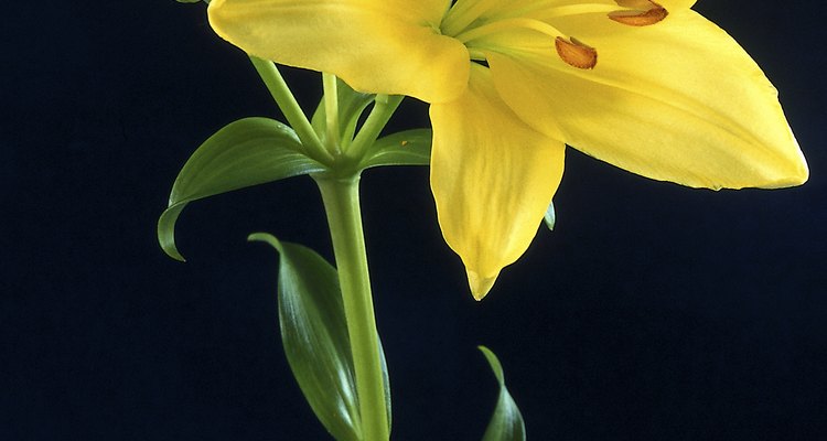 Lilies can be coaxed open with care.