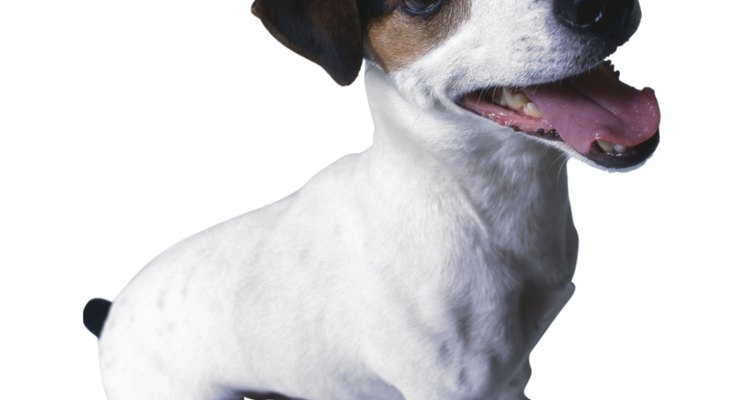 Cuando un perro experimenta la gastritis, tiene una inflamación del revestimiento del estómago.
