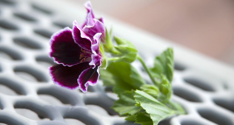 A muchas personas les gustan las violetas africanas porque tienen flores alegres y follaje de color verde oscuro.