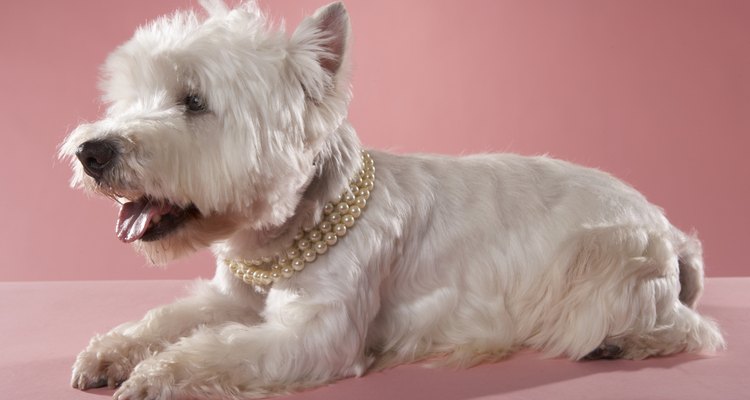 Get your Westie accustomed to grooming by gently brushing its coat every week.