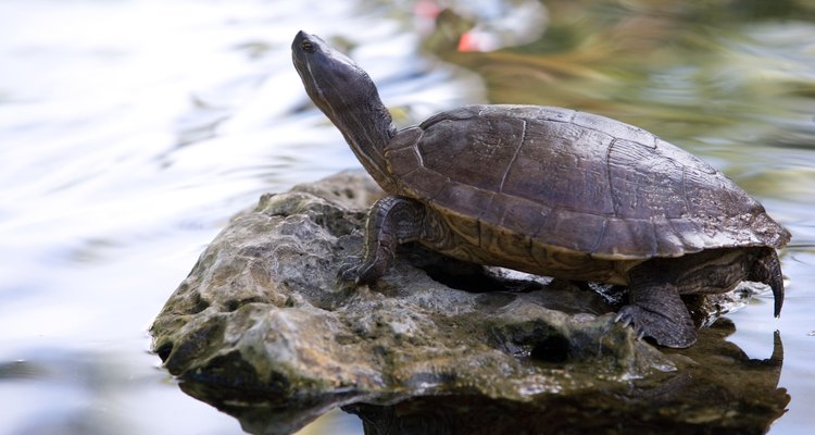 Hay muchas razas diferentes de tortugas en el mundo.