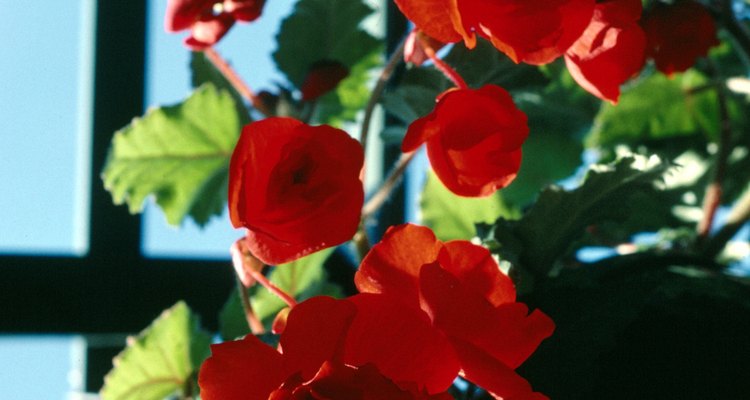 Trailing begonias grow well as hanging plants.