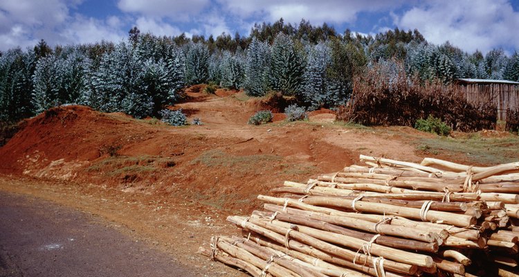 Plants and animals lose their habitat when humans clear coniferous forests.