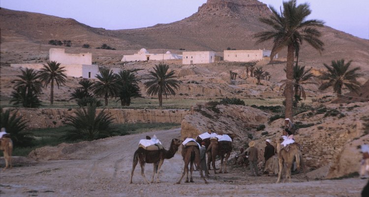 A domesticação de camelos tornou o comércio no deserto mais fácil