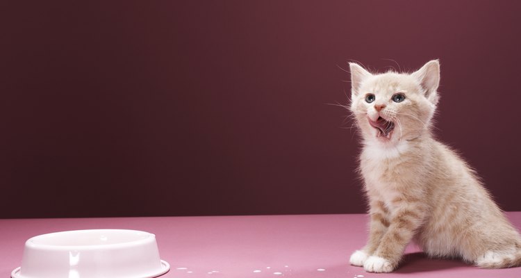 Quando seu gato estiver doente, mantenha o controle de quantas vezes ele come, bebe e vai ao banheiro