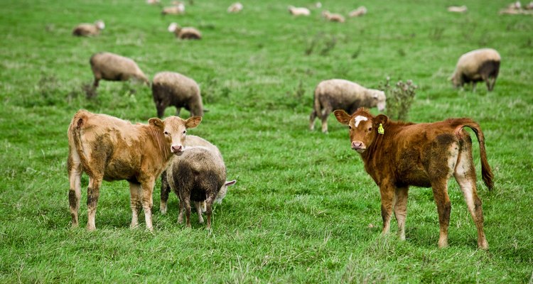 Los animales de pastoreo son clasificados como herbívoros.