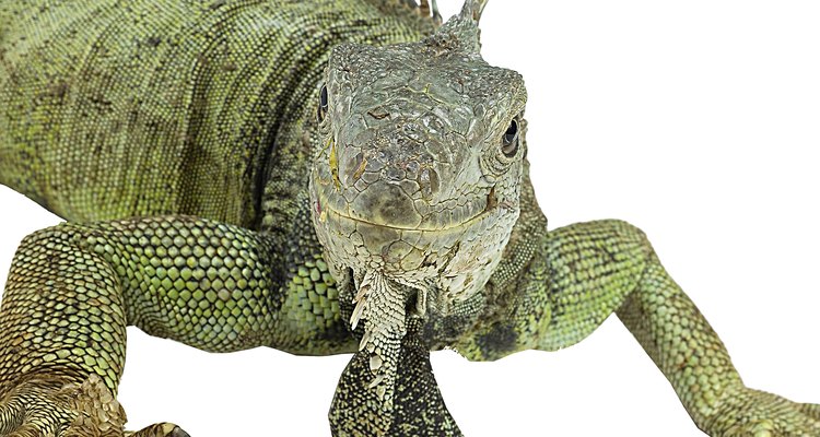 Uma iguana escapada pode ser um problema