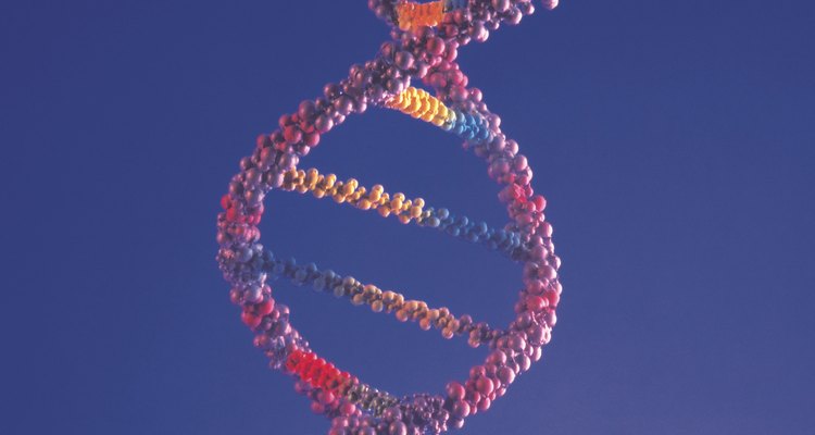 O zinco é um fator de transcrição de DNA, que regula a expressão gênica