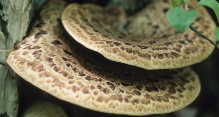 When fungus attacks.