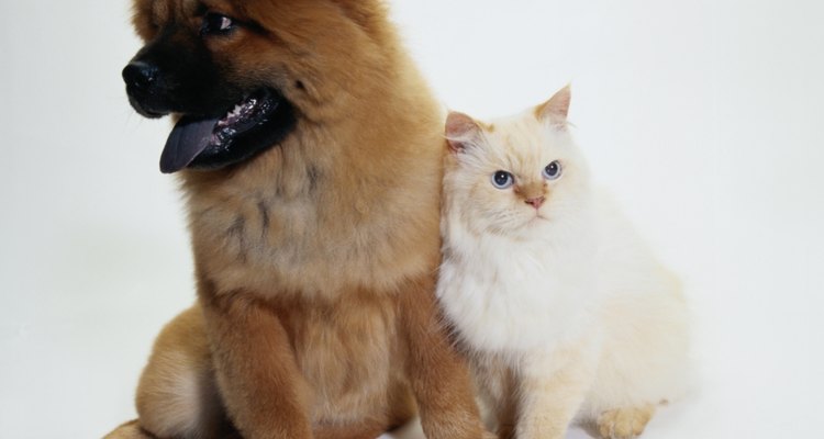 A pomada Panalog pode ser utilizada para a saúde de cães e gatos