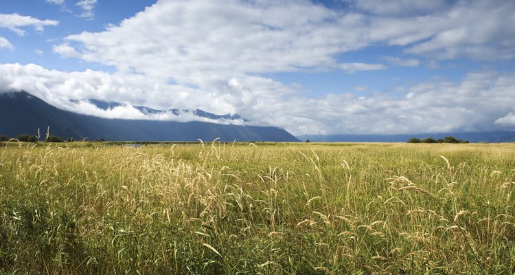 Grass is the base of most landscapes.