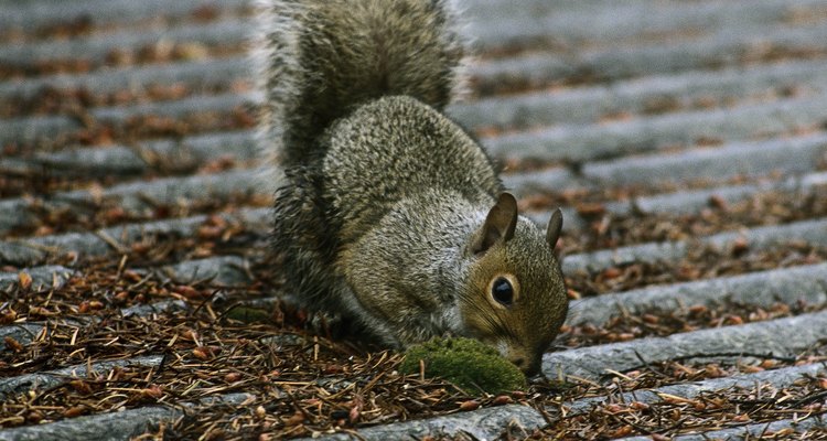Evict squirrels from your eaves and attic humanely.