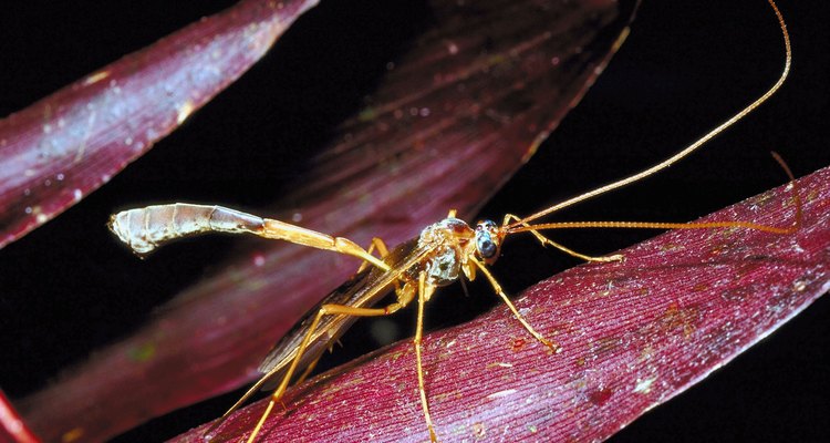 É possível controlar a população de vespas usando seus predadores naturais