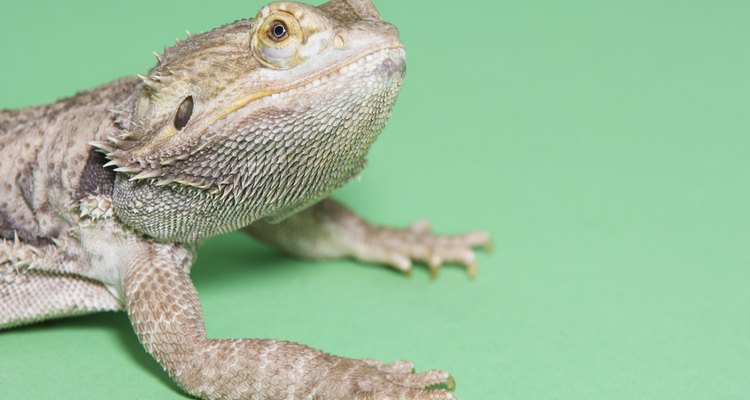 Sleeping Time Habits For Bearded Dragons