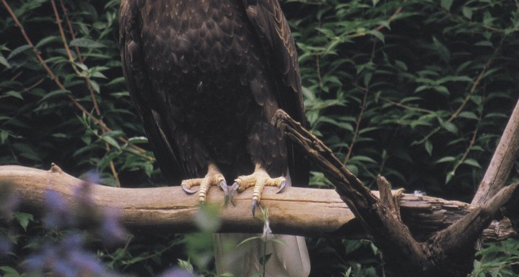 El águila calva se puede observar en Spenceville Wildlife Area.