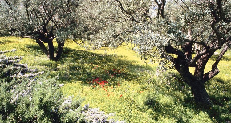 Cuando la semilla de olivo brote, sácalo por largos períodos de tiempo todos los días hasta que la semilla en macetada pase todo el día bajo el sol.