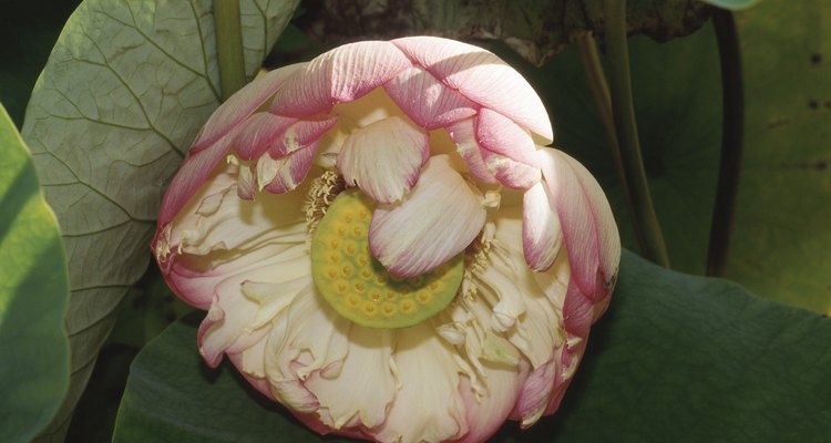 Flor emurchecida de um lótus, com um receptáculo amarelo-esverdeado