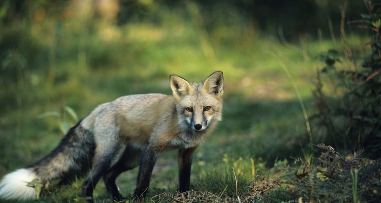 Red fox standing in grass