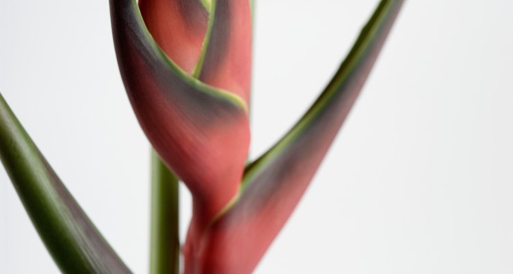 Las heliconias son adiciones coloridas a los jardines con toques tropicales.