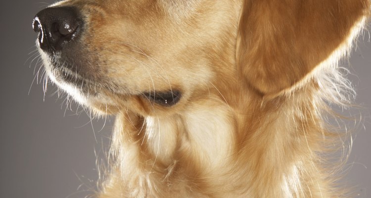 Cachorro de labrador retriever.