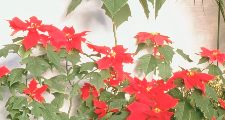 Las flores de los árboles suelen durar una estación del año.