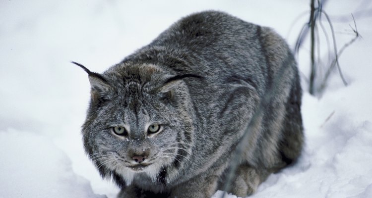 Lynx crouching in snow