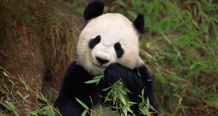 El panda gigante es un animal conocido y amado.