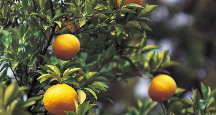 Una infestación de moscas blancas intensa puede dañar las hojas y las frutas de los cítricos.