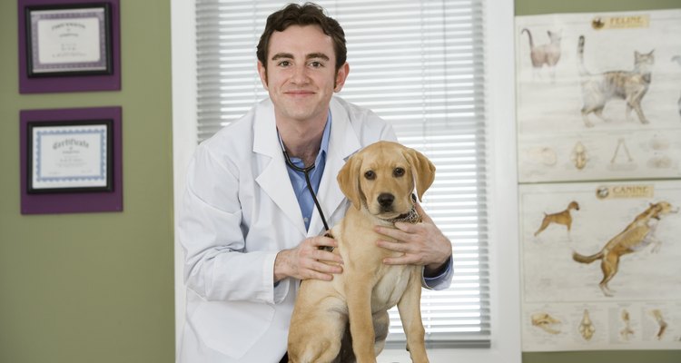 Si tu perro se enferma, consulta a un veterinario.