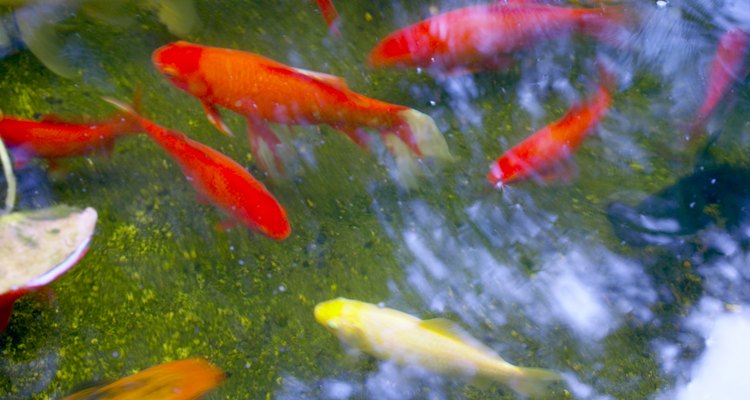 Los peces koi bebés necesitan ser criados en un tanque o los peces koi del estanque se los comerán.