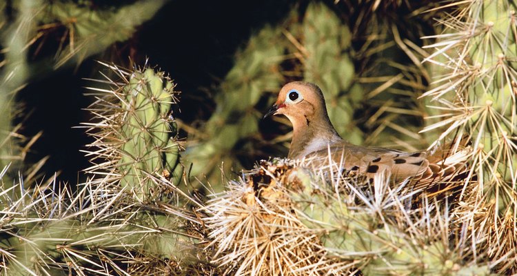 Tanto el macho como la hembra de las palomas participan en el cuidado de las crías.