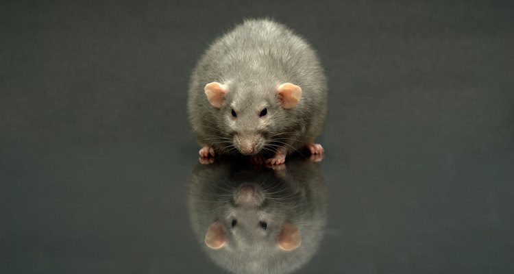 Rats detest the smell of pepper.