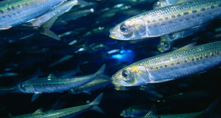 Humboldt and African penguins like anchovies.