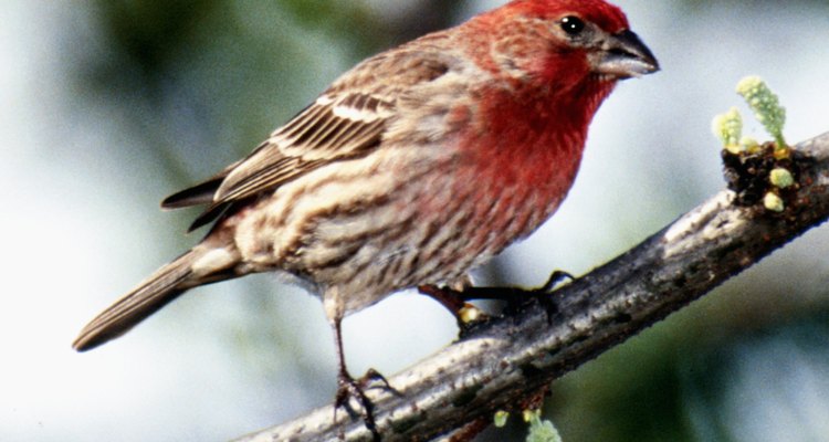 Finches can be housed in aviaries in all climates.