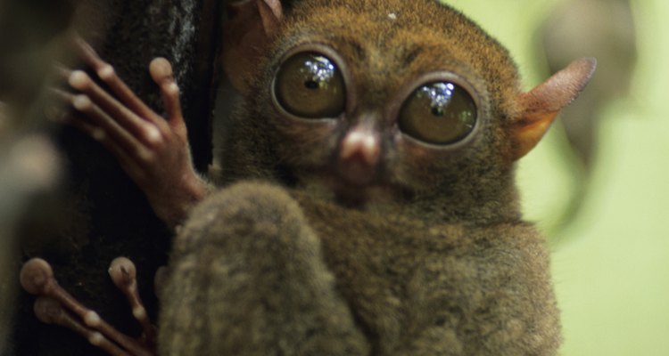 El tarsier habita en las zonas boscosas.