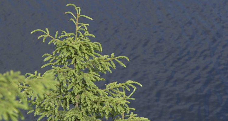 Conifers need well drained soil to stay healthy.