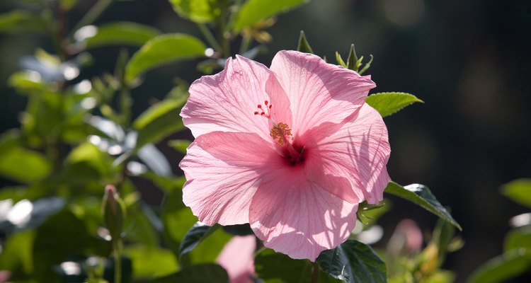 As árvores de hibisco com folhas amarelas podem ter a saúde restaurada