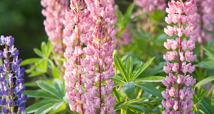 How to grow lupins