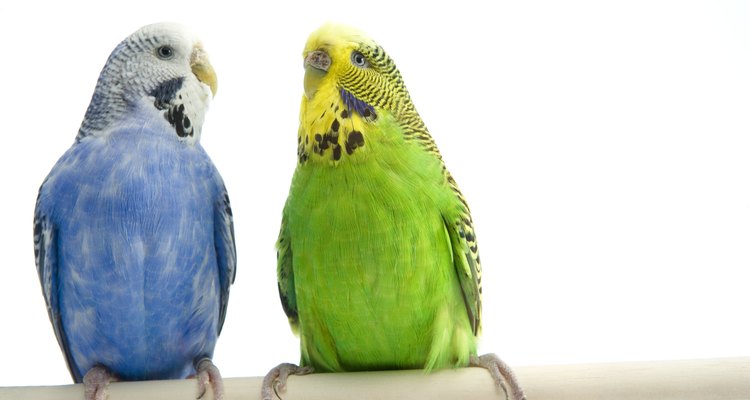 Mantén unidos dos periquitos para alentar la felicidad de los pájaros.