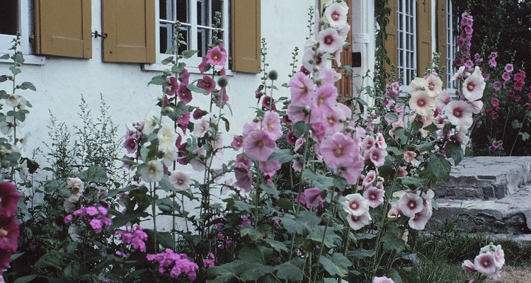 Keep hollyhocks robust by removing weeds regularly.